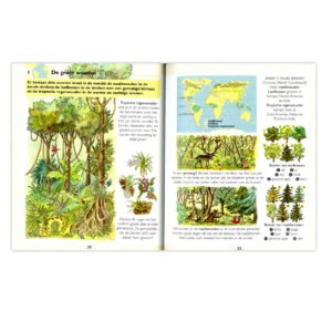 Illustratie van tropisch regenwoud en boomsoorten in kinderatlas