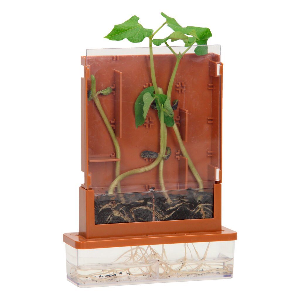 Groeiende plantstengels en wortels zichtbaar in een educatieve hydrocultuur-maze kit Experimenten Planten Doolhof